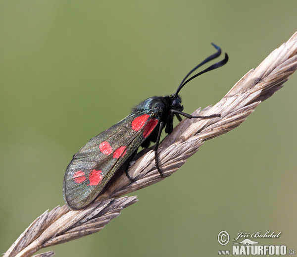 Пестрянка таволговая