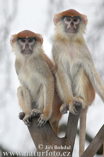 �عدان الباتاس