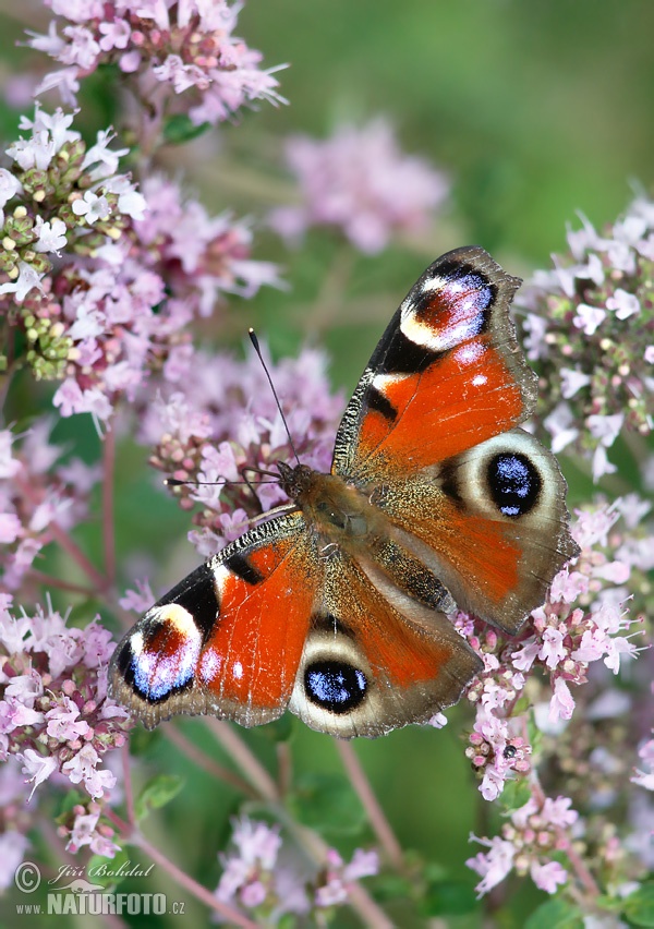 �راشة طاووسية أوروبية