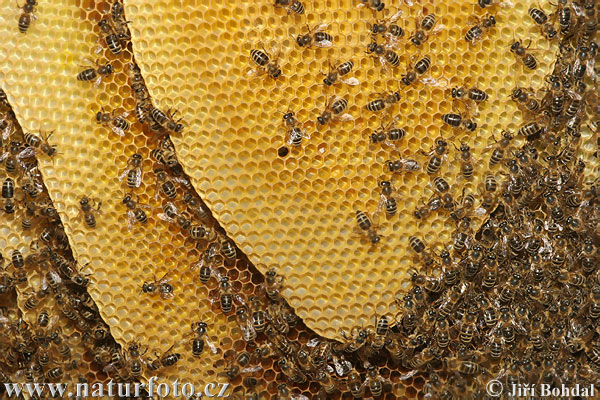 Медоносная пчела