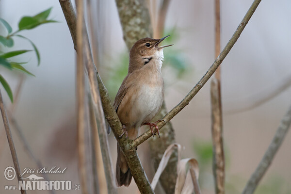 Соловьиный сверчок