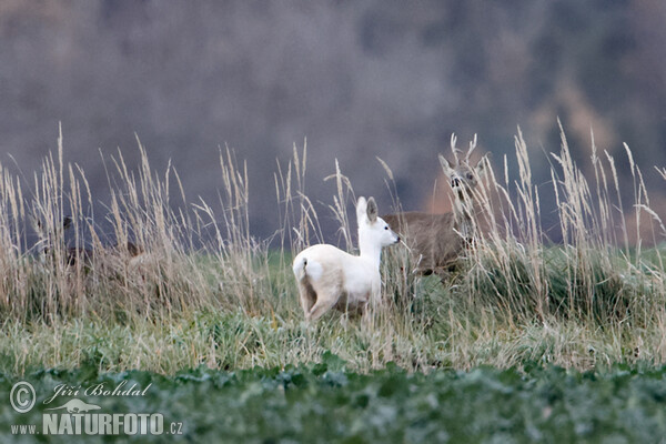 Европейская косуля