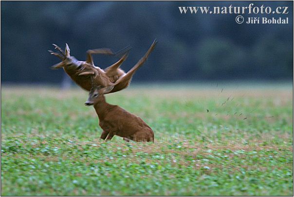 Европейская косуля