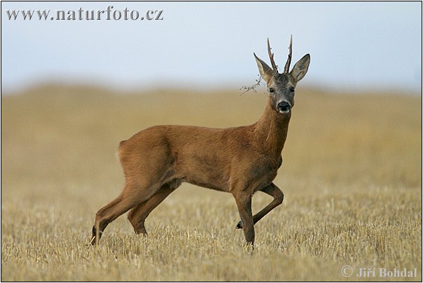 Европейская косуля