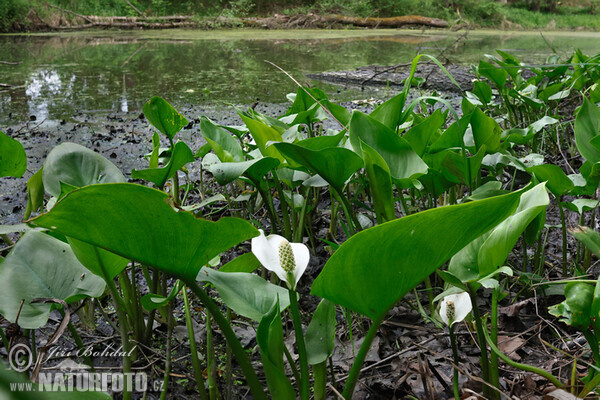 Белокрыльник