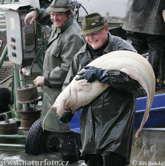 Обыкновенный сом