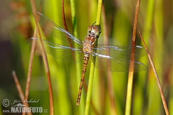 Тонкочеревець звичайний