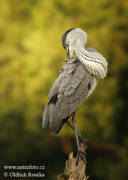 Ardea cinerea