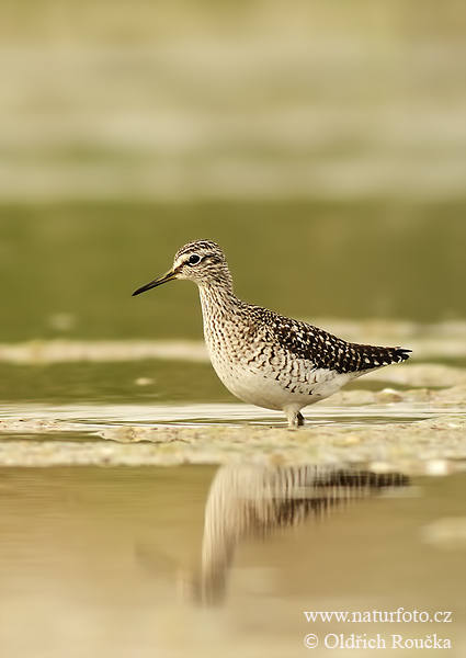 Burung Kedidi Sawah