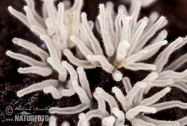 Ceratiomyxa fruticulosa var. descendens Mushroom (Ceratiomyxa fruticulosa var. descendens)