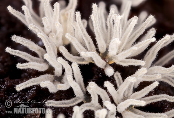 Ceratiomyxa fruticulosa var. descendens