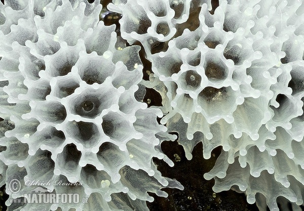 Ceratiomyxa fruticulosa var. porioides Mushroom (Ceratiomyxa fruticulosa var. porioides)