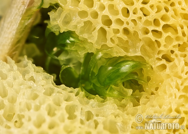 Ceratiomyxa fruticulosa var. porioides Mushroom (Ceratiomyxa fruticulosa var. porioides)