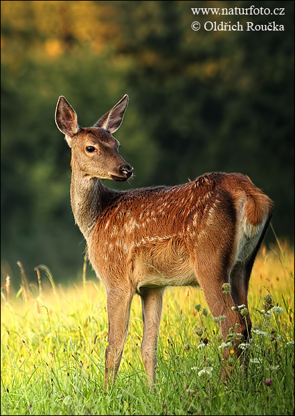 Cerf élaphe