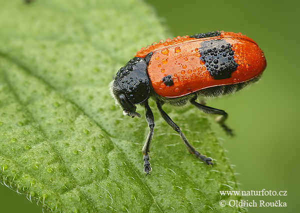 Clytra laeviuscula