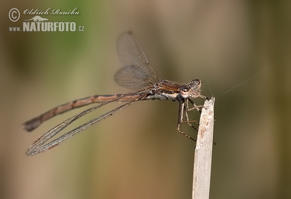 Common winter damsel (Sympecma fusca)