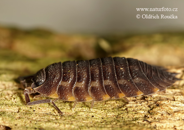 Common Woodlouse (Oniscus asellus)