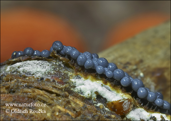 Cribraria argillacea