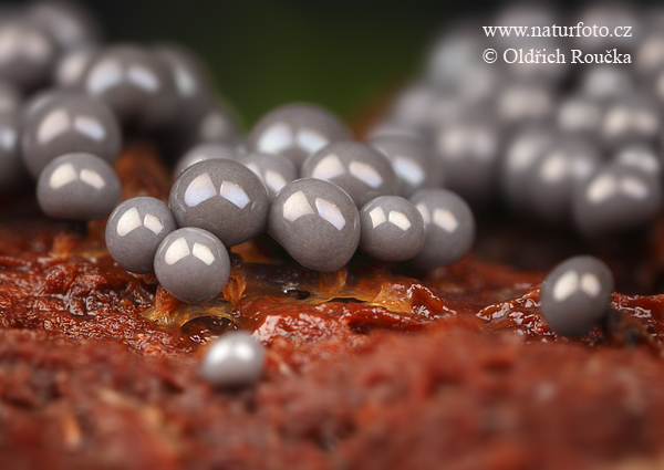 Cribraria argillacea Mushroom (Cribraria argillacea)