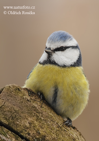 Cyanistes caeruleus