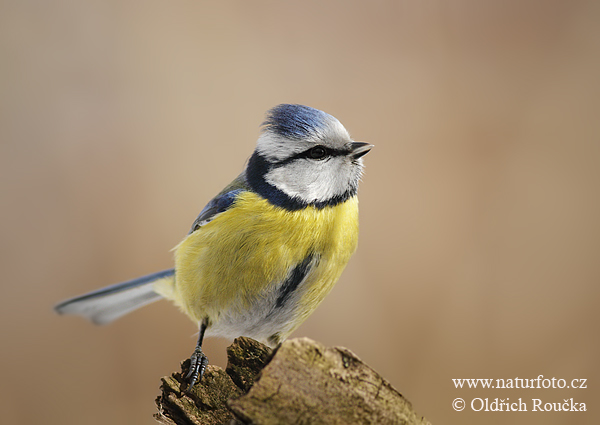 Cyanistes caeruleus