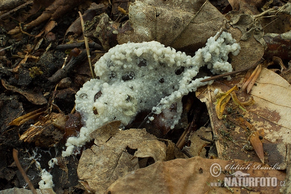 Diderma spumarioides Mushroom (Diderma spumarioides)