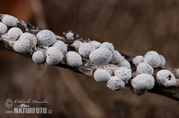 Diderma spumarioides Mushroom (Diderma spumarioides)