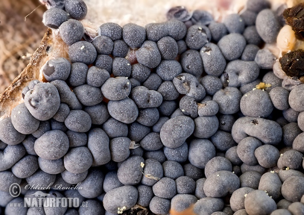 Diderma spumarioides Mushroom (Diderma spumarioides)