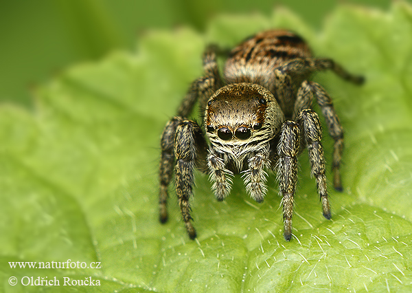 Evarcha arcuata