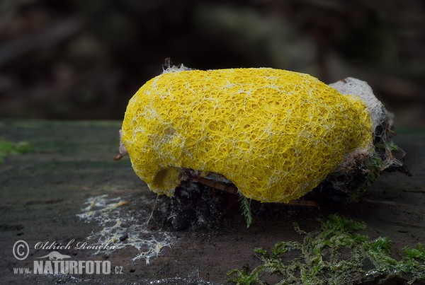 Fuligo septica Mushroom (Fuligo septica)