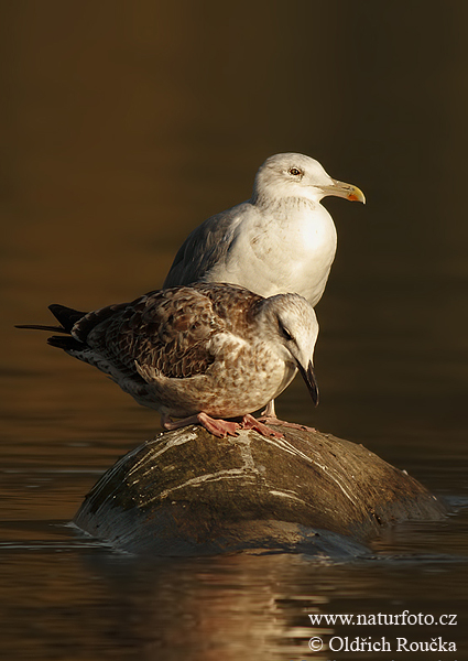 Gaviota argéntea