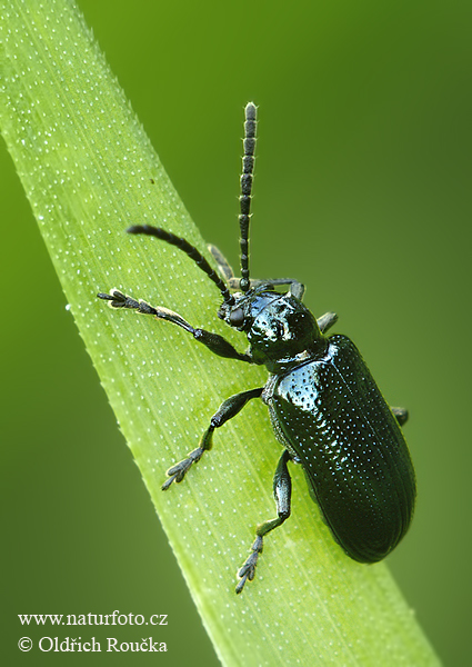 Leaf Beetle (Oulema gallaeciana)