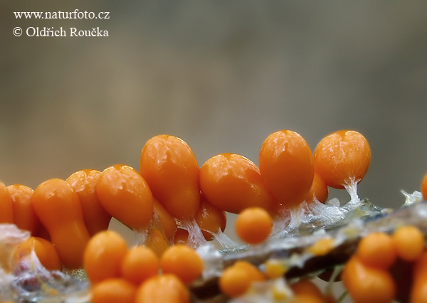 léocarpe fragilis