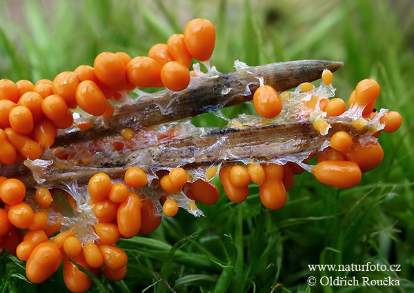 Leocarpus fragilis