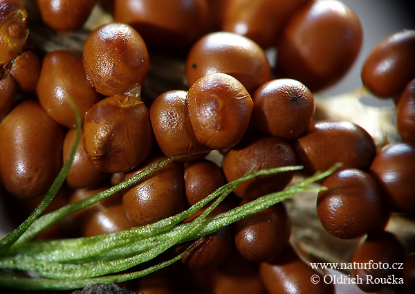 Leocarpus fragilis