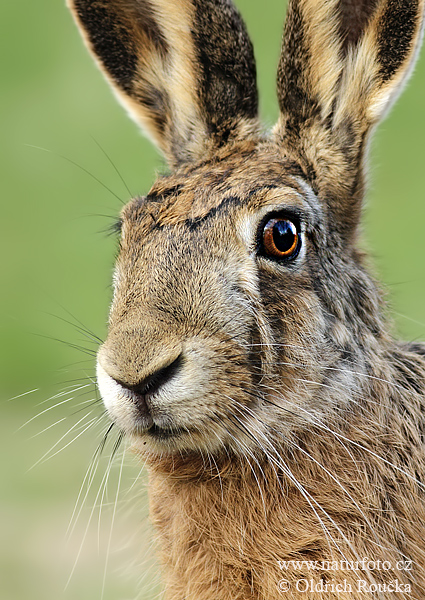 Lepus europaeus