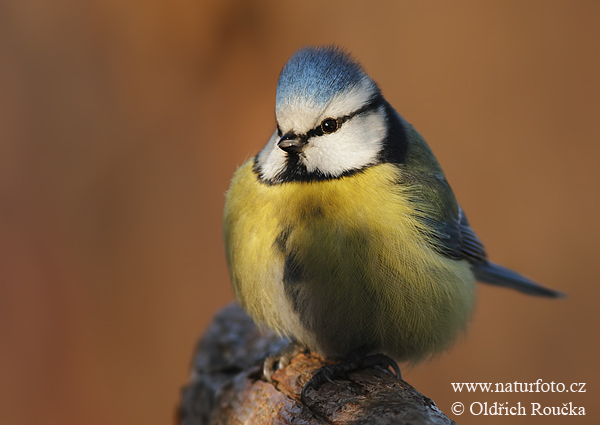 Mésange bleue