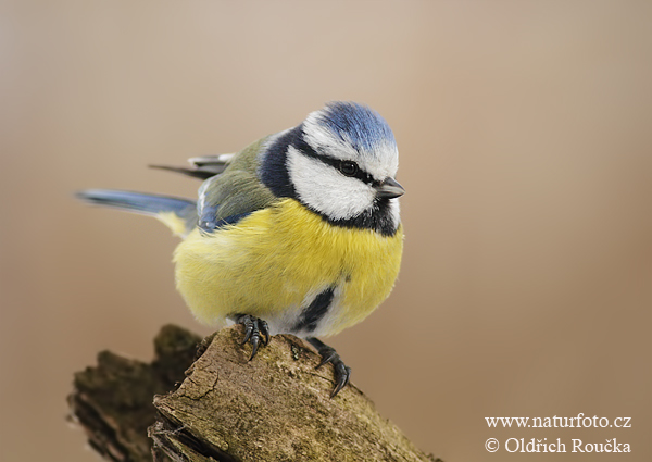 Mésange bleue