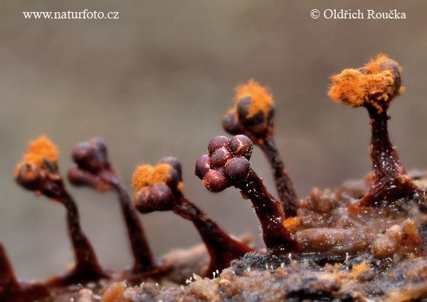 Metatrichia floriformis