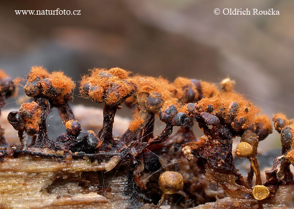 Metatrichia floriformis