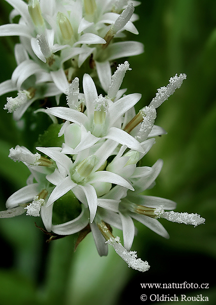 Pétasite blanc