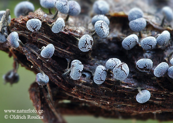 Physarum nutans