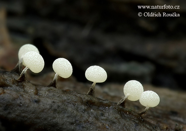 Physarum nutans Mushroom (Physarum nutans)