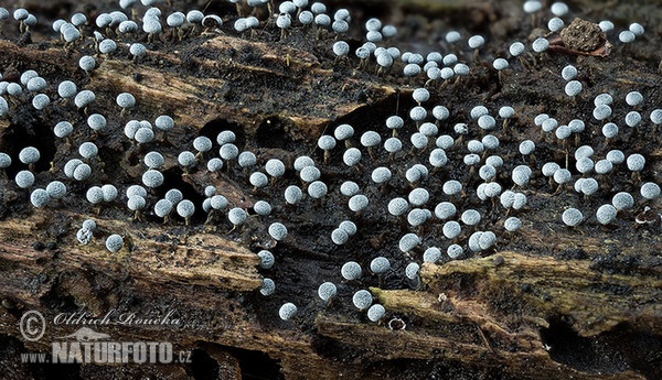 Physarum nutans Mushroom (Physarum nutans)