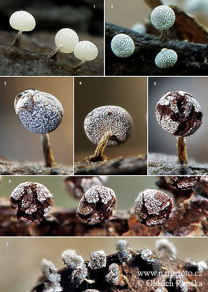 Physarum nutans Mushroom (Physarum nutans)