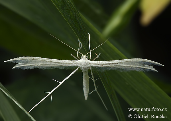 Ptérophore blanc