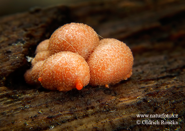 Slime mould Mushroom (Lycogala terrestre)