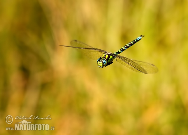 Southern Hawker Dragonfly (Aeshna cyanea)