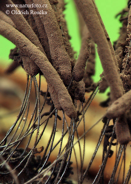 Stemonitis fusca