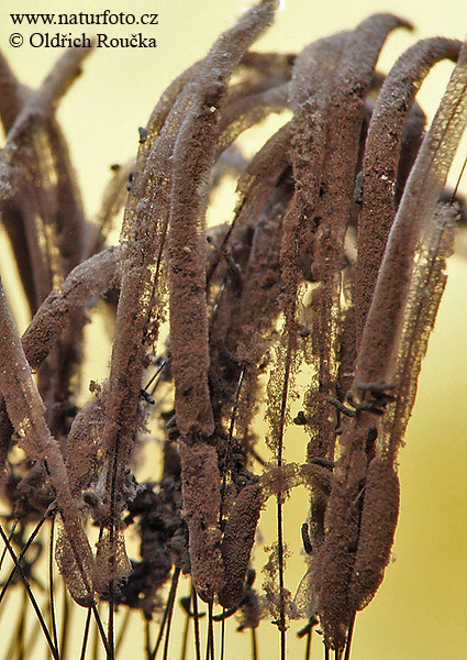 Stemonitis fusca